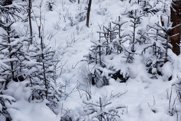 Winter forest. Landscape of the park in winter. Snow-covered trees at the edge.