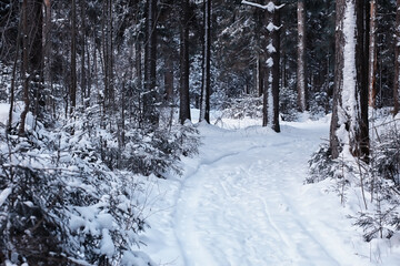 Winter forest. Landscape of the park in winter. Snow-covered trees at the edge.