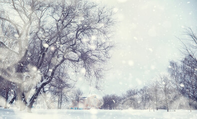 Winter forest landscape. Tall trees under snow cover. January frosty day in the park.