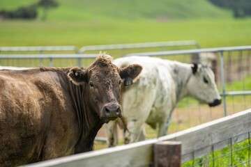 Close up of Stud Beef bulls and cows grazing on grass in a field, in Australia. eating hay and...