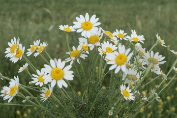 Fototapeta premium daisy flower bunch,
