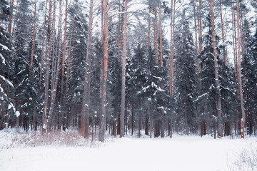 Winter forest landscape. Tall trees under snow cover. January frosty day in the park.
