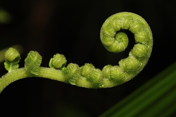 Close up photo of Fern Fiddlehead