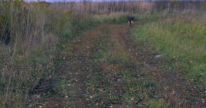 walking with the dog ib the field. 