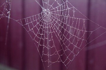 Spinnennetz mit Nebeltropfen