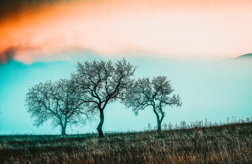 Obraz na płótnie Canvas autumn background trees and fog at sunrise
