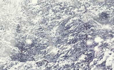 Winter forest landscape. Tall trees under snow cover. January frosty day in the park.