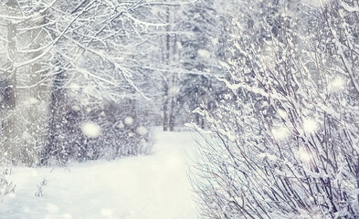 Winter forest landscape. Tall trees under snow cover. January frosty day in the park.