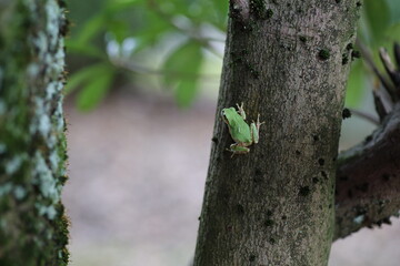 木を登る緑のアマガエル