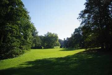 A perfect green meadow among the trees with a forest in the background