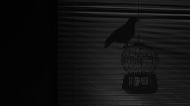 Black raven on a cage in darkness. Jalousie window background