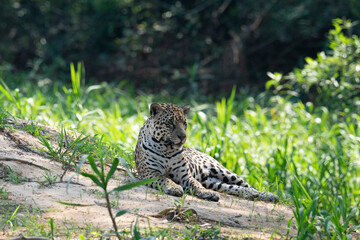 Jaguar in the grass