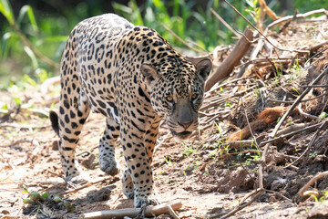 Jaguar