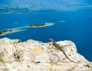 Eidechse sonnt sich auf dem Felsen des Rocca di Manerba mit Blick auf den Gardasee und die kleine Insel Isola di San Biagio
