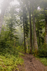 Country road through dense spruce green forest on a foggy spring morning. Nature background