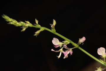 Beautiful Pink Flowers with isolated black background