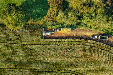 Combine harvester and tractors are harvesting corn (maize). Aerial photography from a drone above...