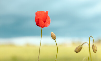 Obraz premium Red poppy flowers against the sky. Shallow depth of field