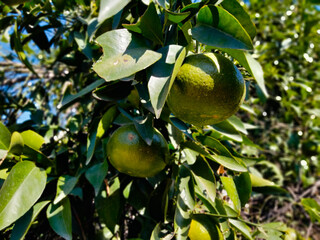 Orange on tree, orange tree close up 
