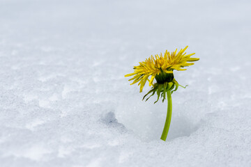 single strong yellow dandelion in the white snow