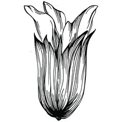 Sage vector isolated plant with leaves. Herbal engraved style illustration. Detailed organic product sketch.The best for design logo, menu, label, icon, stamp.