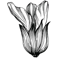 Sage vector isolated plant with leaves. Herbal engraved style illustration. Detailed organic product sketch.The best for design logo, menu, label, icon, stamp.