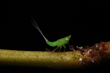 Green Planthopper with White Tail from Indonesian New Guinea