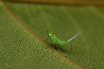 Green Planthopper with White Tail from Indonesian New Guinea