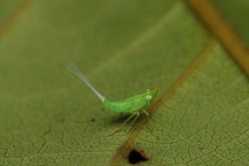 Fototapeta premium Green Planthopper with White Tail from Indonesian New Guinea