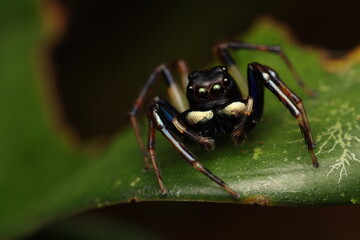 Close up photo of Black Jumping Spider from West Papua, Indonesia