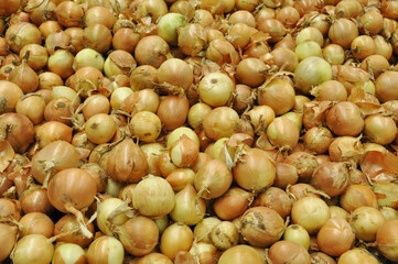 Fresh garden onions background. Selective focus. Concept gardening and harvesting