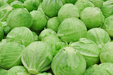Fototapeta premium Fresh garden cabbage background. Selective focus. Concept gardening and harvesting