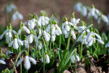 Soft focused macro snowdrops spring first oniony. Beautiful group of blooming white flowers, good for greeting postcard.