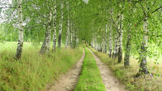 Birch path in the forest