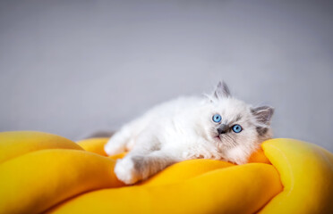 Ragdoll cat small kitten portrait