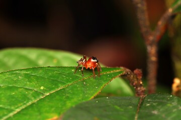 The Red Tiny Jumping Spider on the green leaf, showing its side view