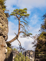 Fototapeta na wymiar Blick auf Felsen und Bäume in der Sächsische Schweiz