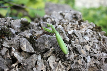 green moss on the ground