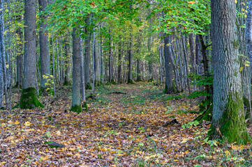 beautiful deciduous forest in autumn colors october 2021