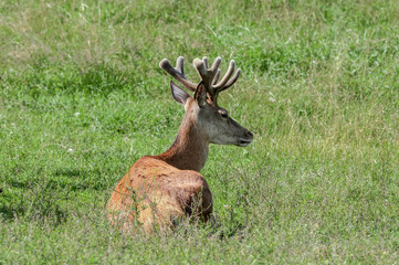 The Red Deer (Cervus elaphus) in Poland