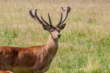 The Red Deer (Cervus elaphus) in Poland