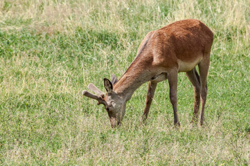 The Red Deer (Cervus elaphus) in Poland