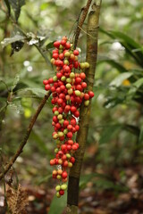 Obraz premium red ripe fruit from remote forest in indonesian new guinea