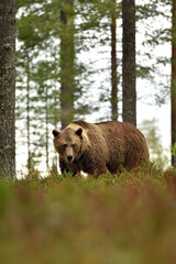 Big male bear in the forest