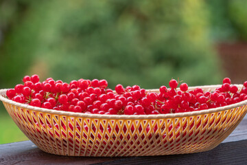viburnum berry on an autumn table in the garden