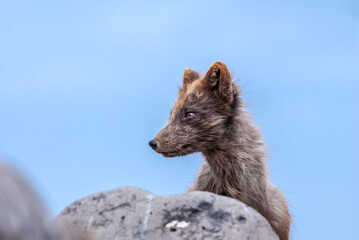 Obraz premium Pribilof Islands Arctic Fox (Alopex lagopus pribilofensis) at St. George Island, Pribilof Islands, Alaska, USA