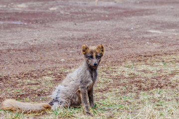 Pribilof Islands Arctic Fox (Alopex lagopus pribilofensis) at St. George Island, Pribilof Islands, Alaska, USA