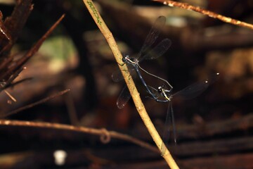 the black dragonflies from indonesian new guinea, currently mating