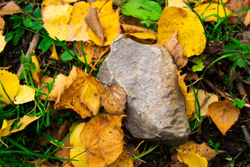 golden autumn in the park
