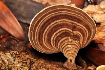 Brown Mushroom with ring pattern from West Papua, Indonesia